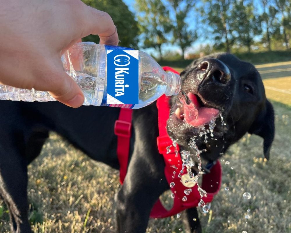 Andrew-Smith-Dog_Drinking-Water-1.jpg